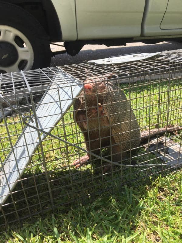 An armadillo captured in a live trap for wildlife removal by Budget Pest Control Services Inc. in Houston, TX