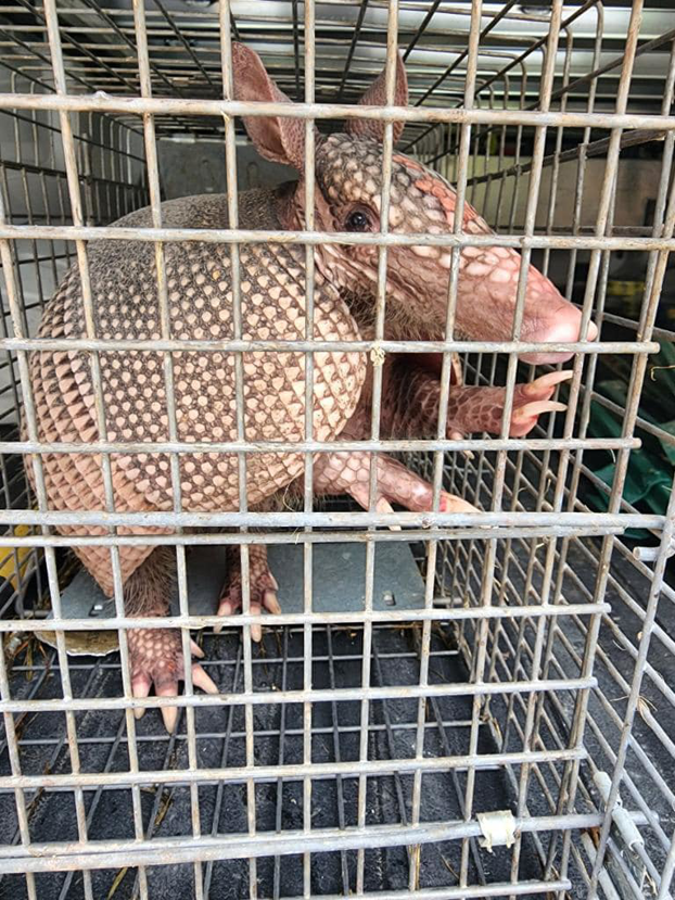 An armadillo safely captured in a live trap for humane wildlife removal by CARE PEST PROS in Austin, TX.