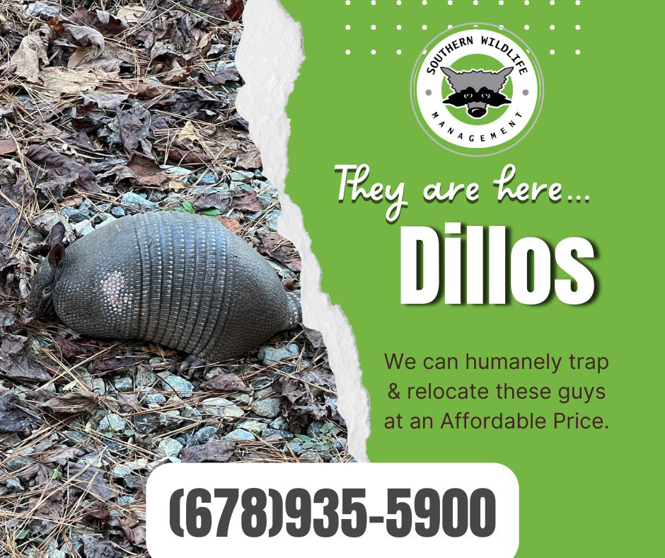 An armadillo on the ground, indicating a need for wildlife removal services by Johns Creek - Alpharetta Pest Control in Johns Creek, GA.