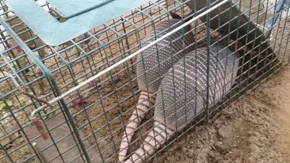 Two armadillos captured in a live trap, demonstrating effective wildlife control services by The Wildlife Professionals in Albany, NY.