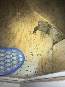 Attic floor showing extensive animal droppings and stains, indicating a pest infestation addressed by Elite Wildlife Removal and Prevention in Nashville, TN.