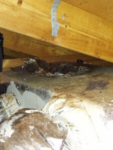 An attic space being inspected for wildlife entry points and damage by Good Riddance Rodents in North Austin, TX.