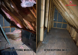 Before and after photos showing attic insulation cleanup by Xceptional Wildlife Removal Jacksonville, FL, after wildlife damage.