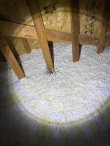 Attic insulation with a significant accumulation of pest droppings, indicating a wildlife control job by Prairie Bat Services, LLC in Sioux Falls, SD.