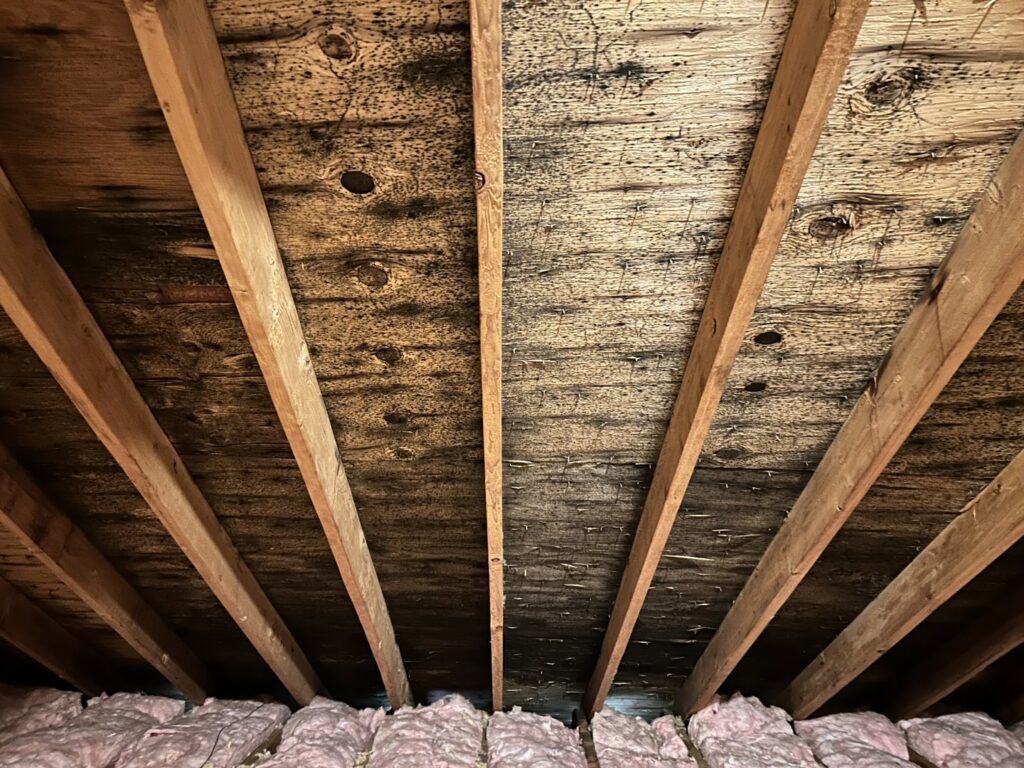 Severe mold growth on attic sheathing requiring remediation by Richmond Restoration in Worcester, MA