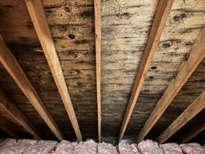 Severe mold growth on attic sheathing requiring remediation by Richmond Restoration in Worcester, MA