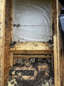 An attic showing significant animal droppings and damage, indicating a wildlife infestation addressed by Stellar Wildlife Solutions in Cottage Grove, MN.