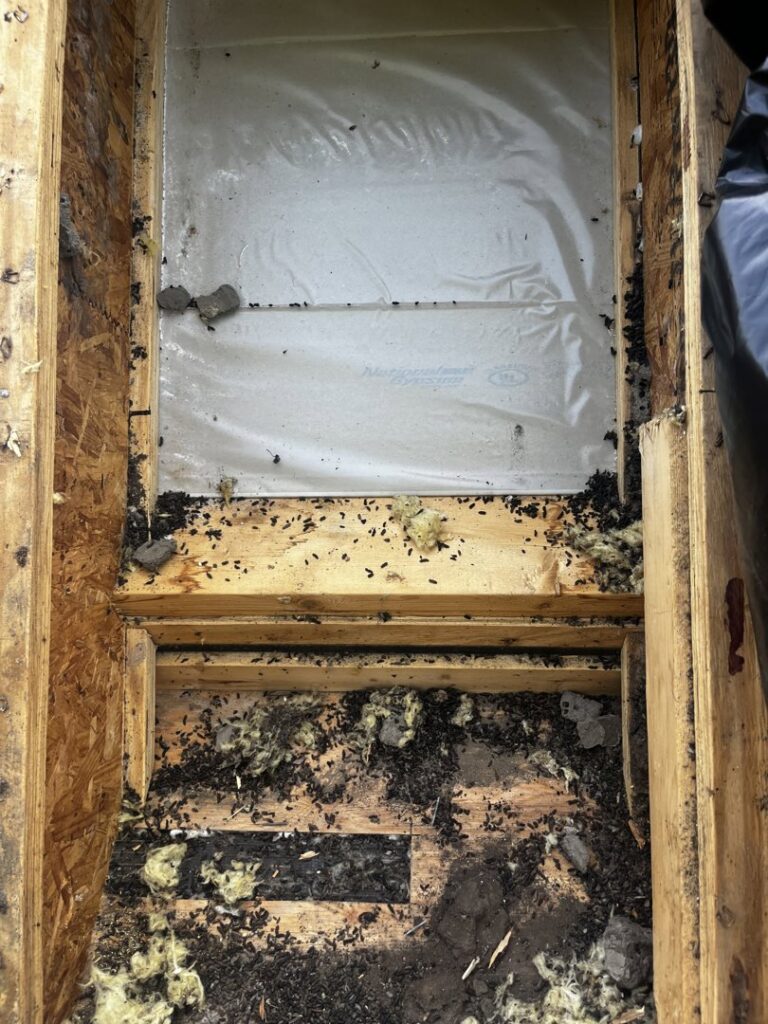 An attic showing significant animal droppings and damage, indicating a wildlife infestation addressed by Stellar Wildlife Solutions in Cottage Grove, MN.