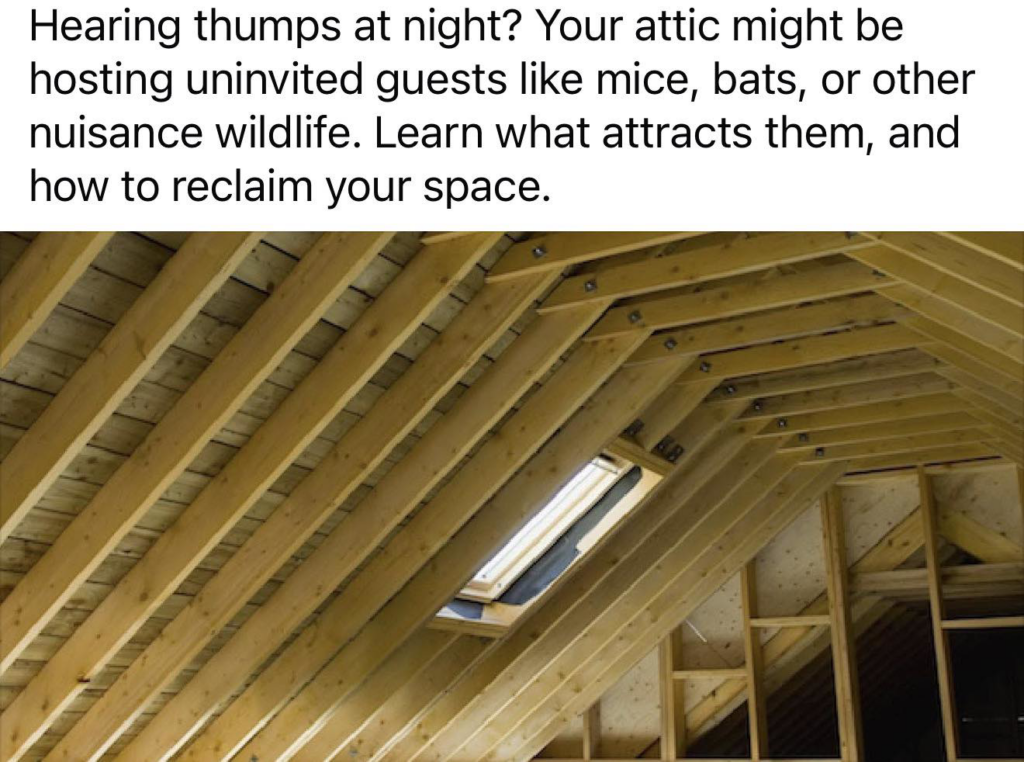 An attic with wooden beams, a common area for wildlife control services by Permatox Pest Control in Shreveport, LA