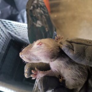 A small, possibly deceased or injured, baby animal being held by a gloved hand for removal by JB Wildlife & pest removal in Northfield, OH.