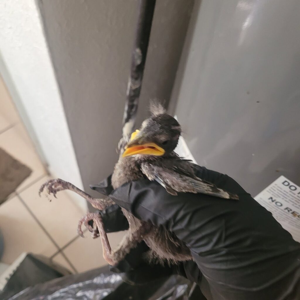 A baby bird being carefully held by a gloved hand for removal by JB Wildlife & pest removal in Northfield, OH.
