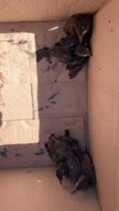 Several baby birds in a cardboard box, indicating a bird removal service by ZooPro Wildlife Removal in Virginia Beach, VA.