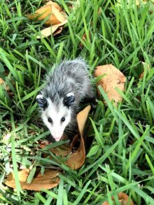 A small baby opossum in green grass, representing wildlife removal and control services by Sunbuzz Pest Control & Environmental Services in Fort Lauderdale, FL.
