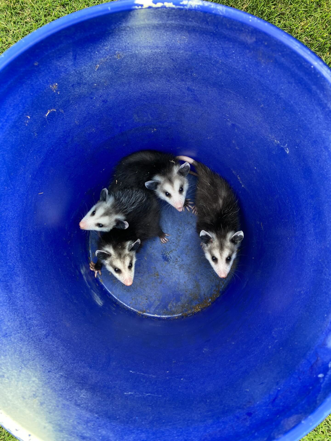 Four baby opossums safely contained in a blue bucket after wildlife removal by Sustainable Pest Systems in Raleigh, NC.