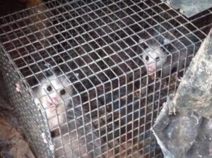 Two baby opossums safely captured in a live trap, part of humane wildlife removal services by The Wildlife Professionals in Albany, NY.