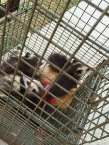 Several baby possums safely caught in a live trap by Animal Boy Trapping Services LLC in Long Beach, CA.