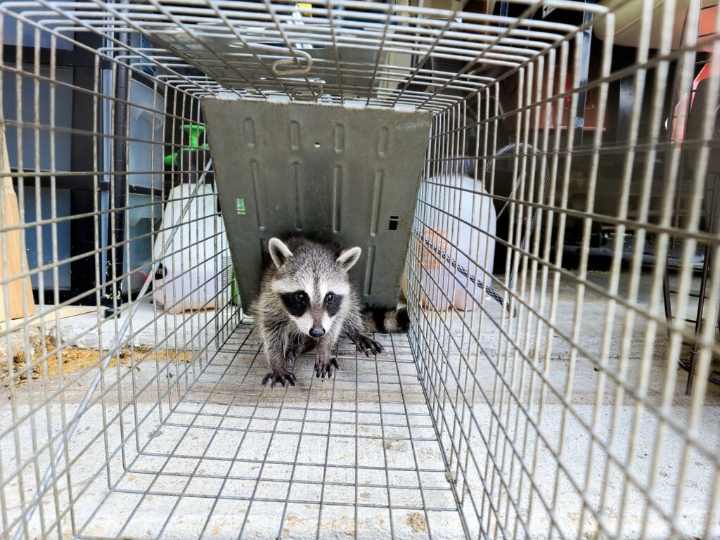 A baby raccoon safely captured in a live trap for humane wildlife removal by CARE PEST PROS in Austin, TX.