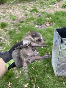 A gloved hand holding a baby raccoon next to a trap, demonstrating wildlife removal by D&K Pest Control and Wildlife Removal, LLC in Woodridge, IL