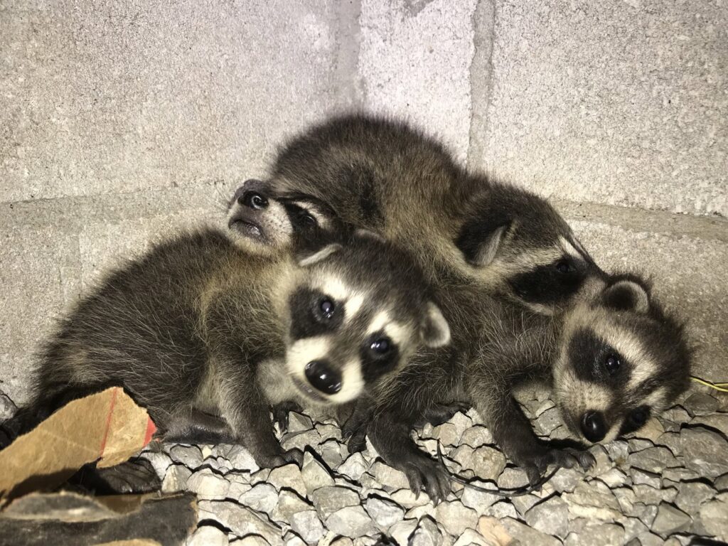 Baby raccoons huddled together, indicating a wildlife removal job for Complete Animal Removal USA in Louisville, KY.