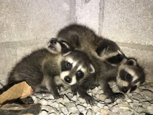 Baby raccoons huddled together, indicating a wildlife removal job for Complete Animal Removal USA in Louisville, KY.