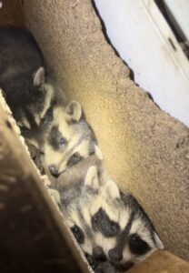 Several baby raccoons huddled together in a dark void within a house, found by ARC Animal Removal & Control in Cincinnati, OH.