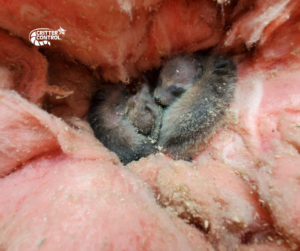 Two baby raccoons found nestled in insulation, indicating a wildlife control job by Critter Control of Charleston, SC.