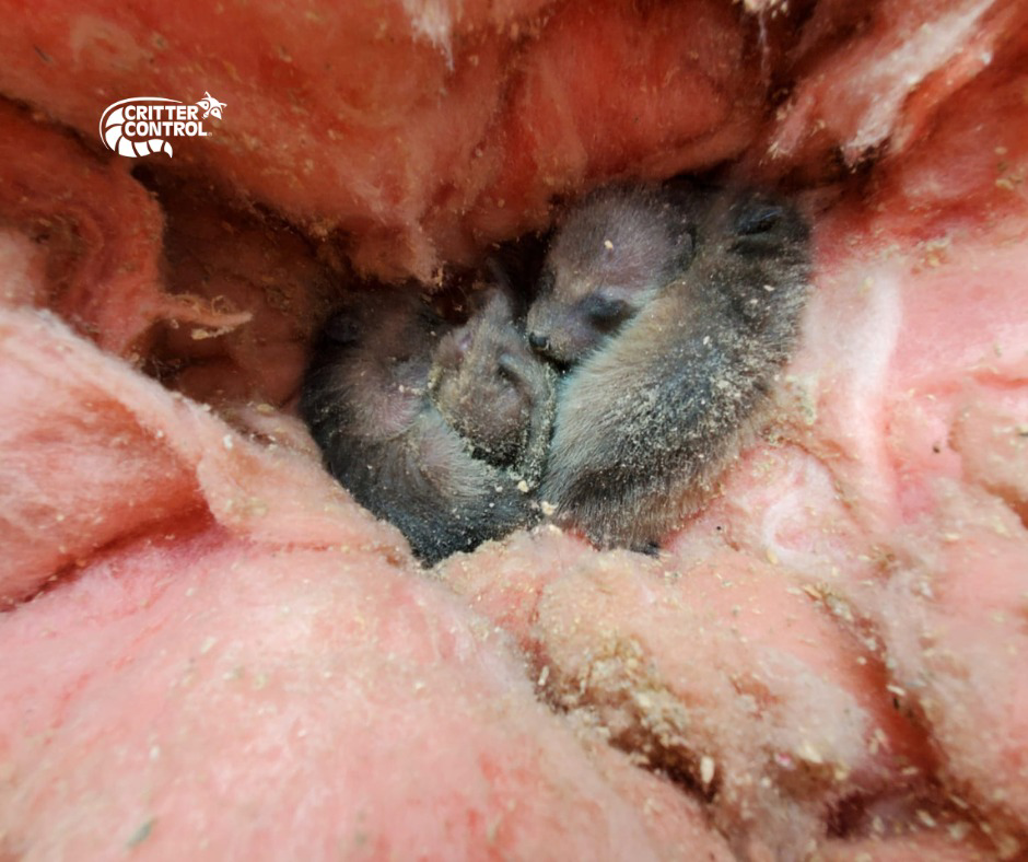 Two baby raccoons found nestled in insulation, indicating a wildlife control job by Critter Control of Charleston, SC.