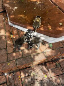 Baby raccoons gathered on a brick patio, indicating a wildlife issue for Defender Wildlife & Pest Control in Rogers, AR.