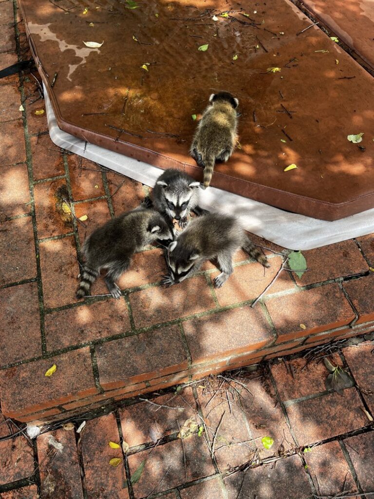 Baby raccoons gathered on a brick patio, indicating a wildlife issue for Defender Wildlife & Pest Control in Rogers, AR.