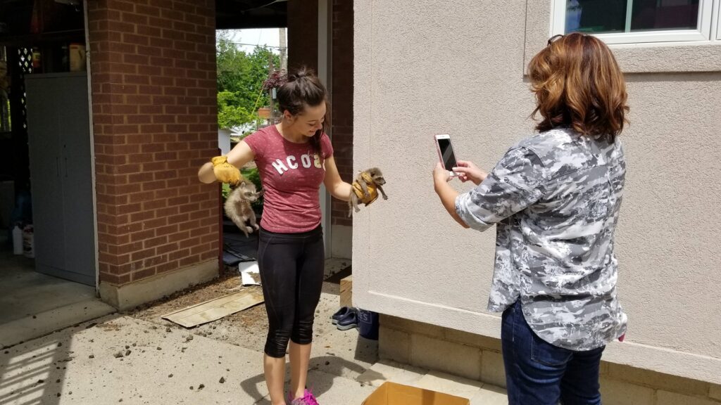A professional from Allstate Animal Control in Elizabeth, NJ, holding baby raccoons or opossums during a wildlife rescue operation.