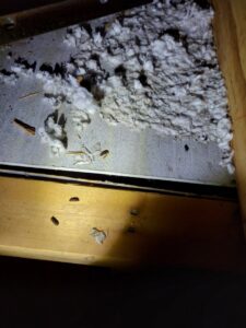 Several baby raccoons safely removed from a property and placed in a box by Good Riddance Rodents in North Austin, TX.