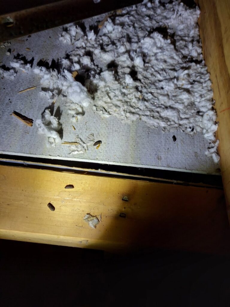 Several baby raccoons safely removed from a property and placed in a box by Good Riddance Rodents in North Austin, TX.