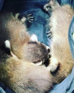 A litter of baby raccoons safely removed and contained by The Squirrel Guys in Birmingham, AL.