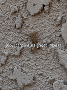 A baby scorpion crawling on a textured wall, a common pest managed by Preferred Choice Pest Control in Surprise, AZ.