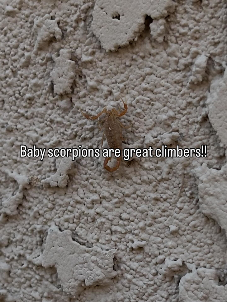 A baby scorpion crawling on a textured wall, a common pest managed by Preferred Choice Pest Control in Surprise, AZ.