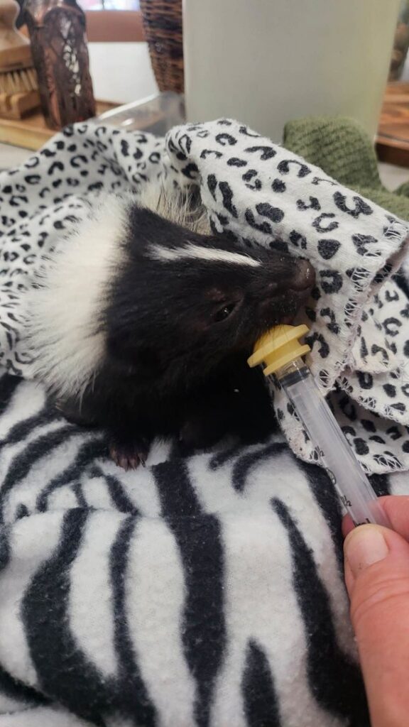A baby skunk being fed with a syringe, demonstrating wildlife rescue and care by S-Tier Wildlife Control LLC in Lexington, KY.