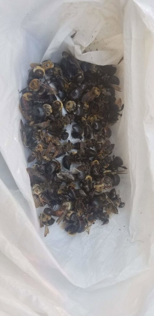 A plastic bag filled with dead bees, demonstrating a successful pest removal service by Runnin'Bugz Lawn Care and Pest Solutions in Syracuse, NY.