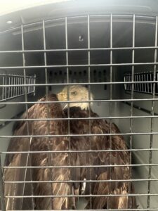 A bald eagle safely secured in a transport cage by Varment Guard for wildlife relocation in Danville, IN.