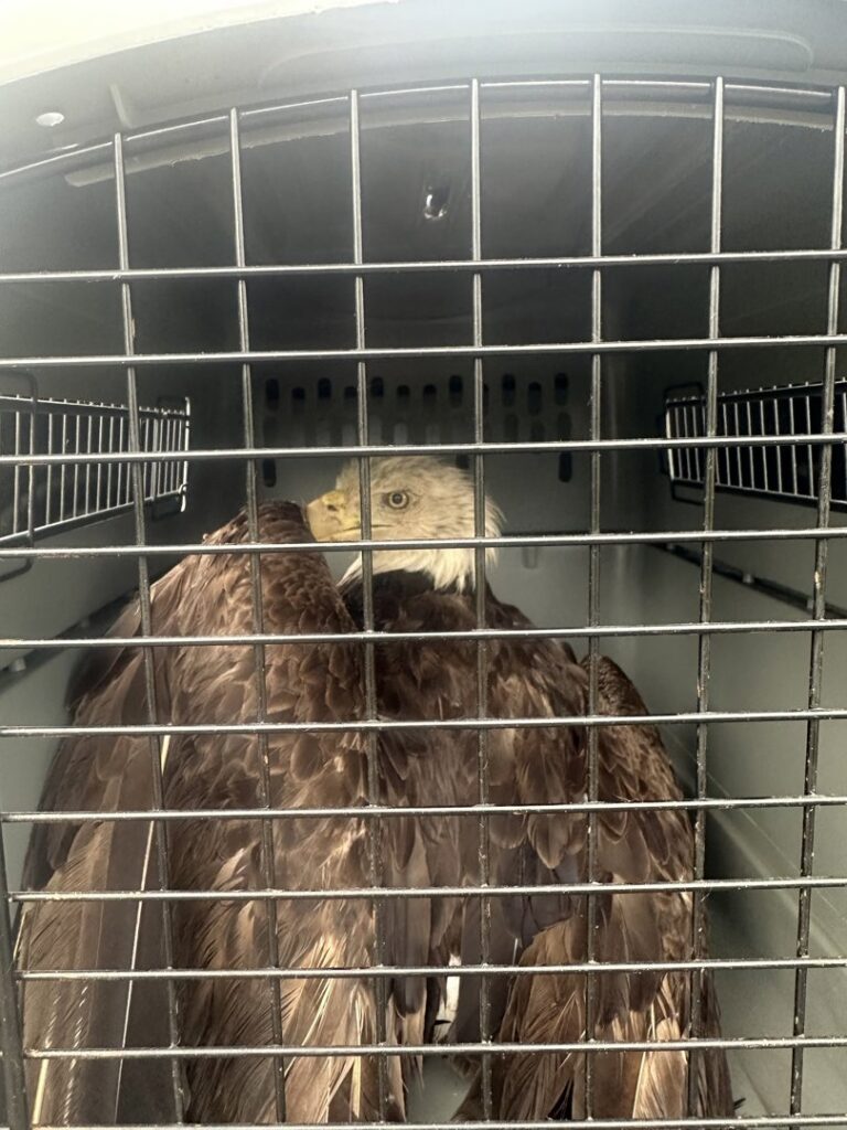 A bald eagle safely secured in a transport cage by Varment Guard for wildlife relocation in Danville, IN.