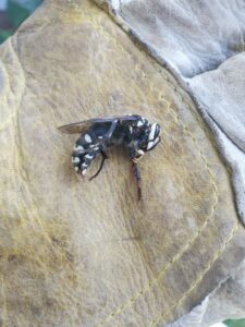 A close-up of a bald-faced hornet on a gloved hand, handled by Milltown Pest Control LLC in Derry, NH.
