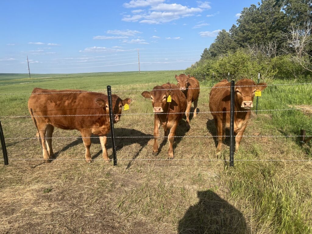 A sturdy barbed wire fence separating cattle from a green pasture, installed by Row Fencing and Services in Williston, ND.