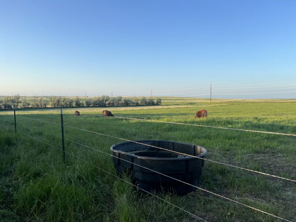A well-maintained barbed wire fence in a green pasture with cattle and a water trough, built by Row Fencing and Services in Williston, ND.