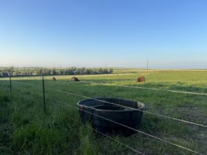 A well-maintained barbed wire fence in a green pasture with cattle and a water trough, built by Row Fencing and Services in Williston, ND.