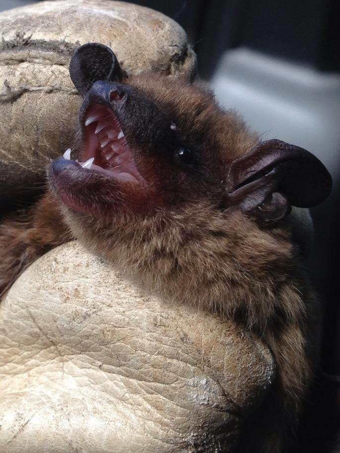 A bat with its mouth open, being safely held by a gloved hand by Westchester Emergency Bat Removal in Hawthorne, NY.