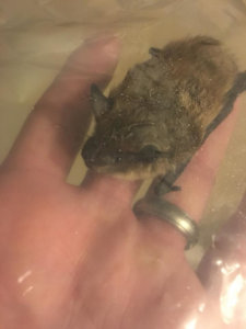 A bat being carefully held in a person's hand, possibly contained for removal by Westchester Emergency Bat Removal in Hawthorne, NY.