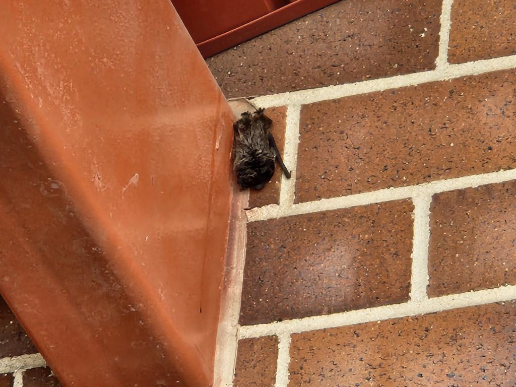 A bat clinging to a brick wall, indicating a wildlife control need for Idaho Bat Control in Meridian, ID