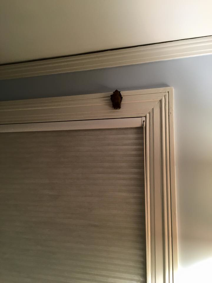 A bat clinging to the top of an interior door frame, indicating a bat in a home, handled by Westchester Emergency Bat Removal in Hawthorne, NY.