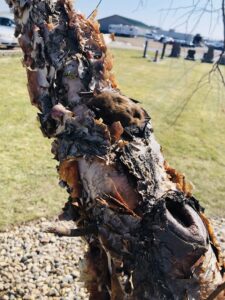 A bat clinging to a tree trunk, representing the wildlife handled by NiceBats.com in Sioux Falls, SD.