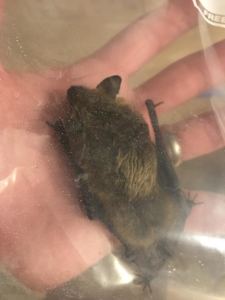 A bat safely contained within a clear bag, held by a hand, during a removal service by Westchester Emergency Bat Removal in Hawthorne, NY.