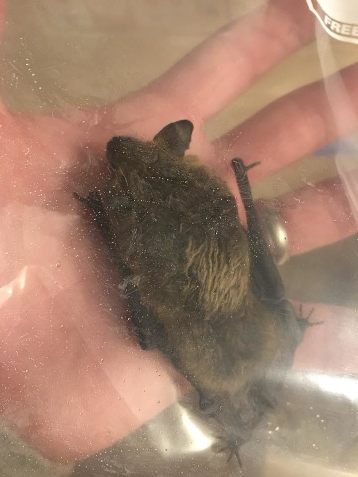 A bat safely contained within a clear bag, held by a hand, during a removal service by Westchester Emergency Bat Removal in Hawthorne, NY.